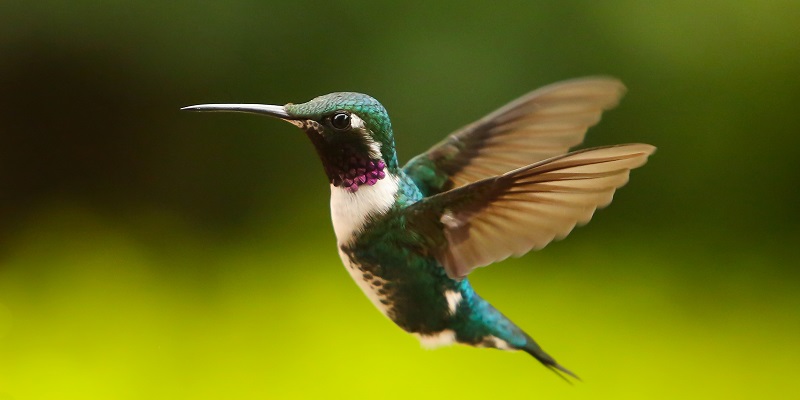 La belleza de los colibríes llega con Quynza Magia Ancestral