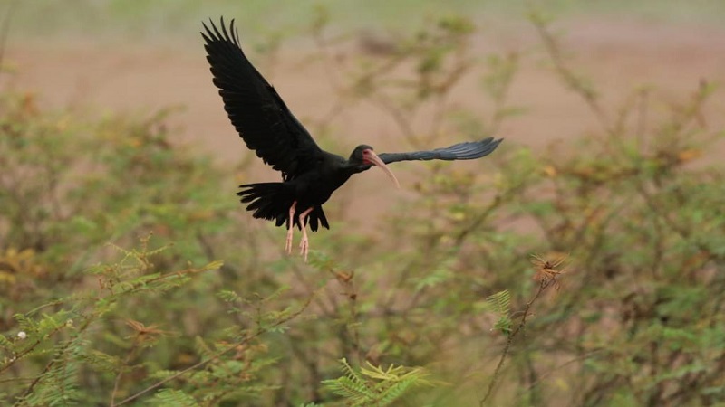 Cundinamarca, noveno lugar en el Global Big Day, con 967 especies de aves








