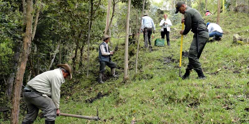 Jornada de reforestación para mitigar riesgos de deslizamientos en Cáqueza




