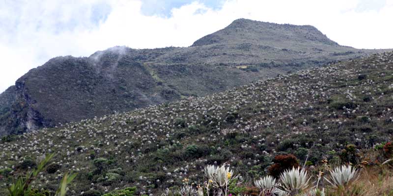 Gobernador de Cundinamarca exige preservar la fauna y la flora