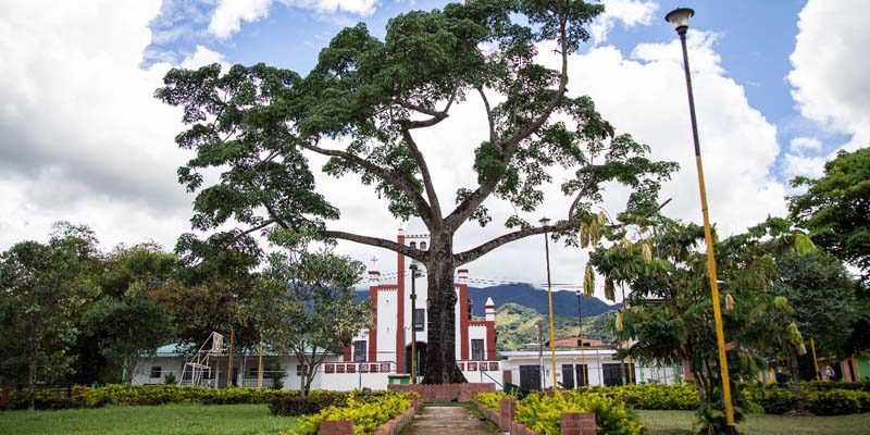 Bosques y árboles esenciales para un futuro sostenible en Cundinamarca






