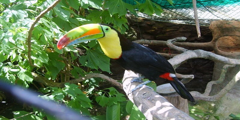Día internacional de las aves, Colombia primera en el mundo en riqueza de aves