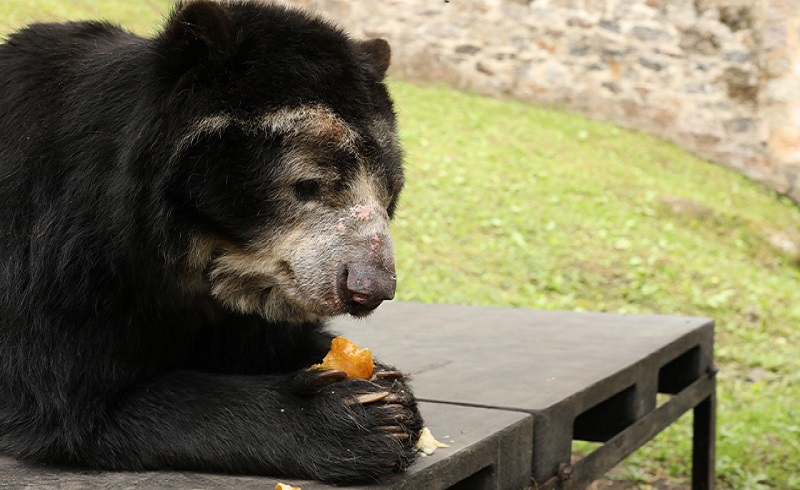 Más de 700 millones se invierten para alimentación de la fauna silvestre de los zoológicos de Cundinamarca