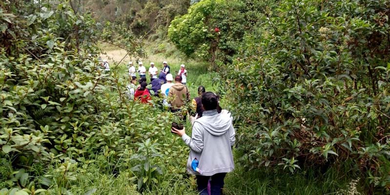 Reforestar, un acto de vida por Cundinamarca
