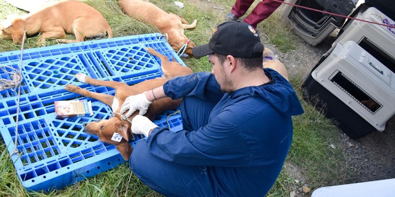 El IPYBAC lideró jornada de esterilización de perros ferales








