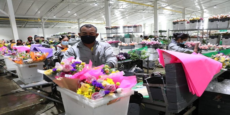 ¡Cundinamarca, número UNO en exportación de flores en Colombia!