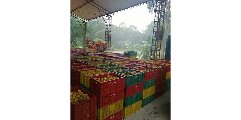 Productores de mango cundinamarqués le venden directamente a Postobón



