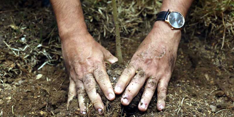 Nicolás García, comprometido con sembrar 2 millones de árboles en el cuatrienio