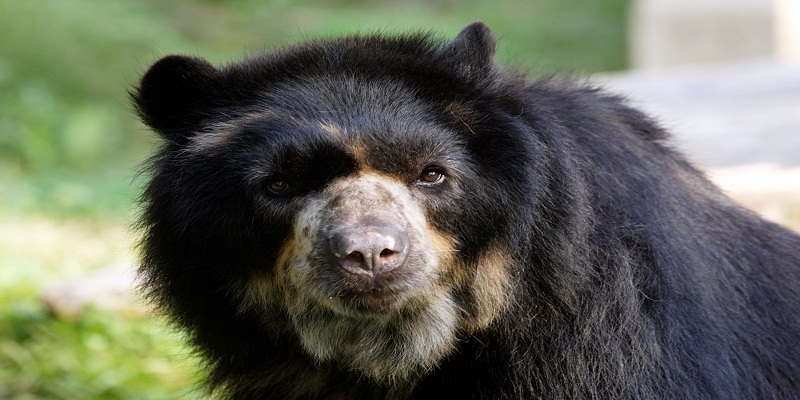 Llamada al 123 de Cundinamarca permite avances en investigaciones por muerte de oso andino







